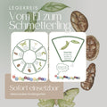 Legekreis: Vom Ei zum Schmetterling